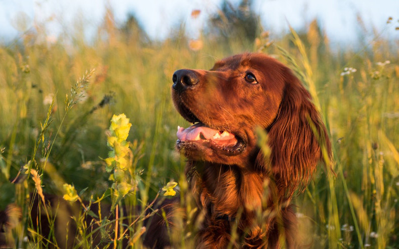 Red setters, bulldogs and boxers among dog breeds most likely to have a